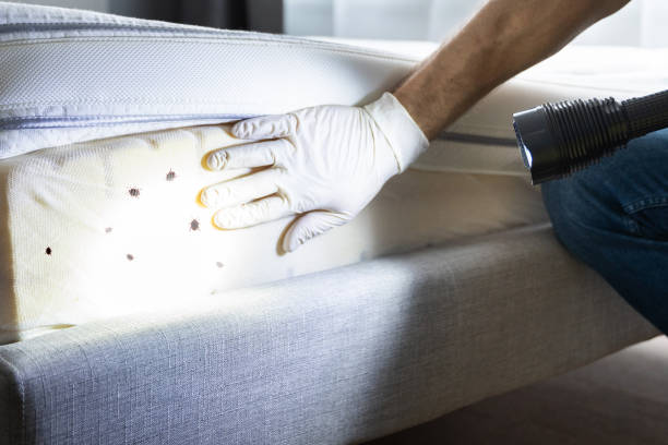 Best Affordable Pest Control Services  in Jamestown, ND